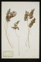 Cryptogramma crispa