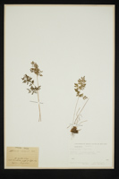 Cryptogramma crispa