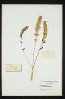Rhinanthus cristagalli