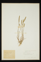 Lophochloa cristata