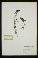 Melampyrum cristatum