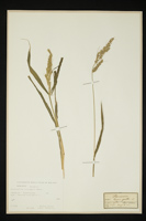 Echinochloa crus-galli