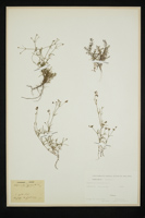 Asperula cynanchica