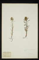 Euphorbia cyparissias