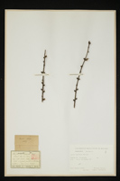 Larix decidua