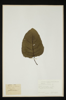 Populus deltoides