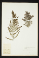 Ceratophyllum demersum