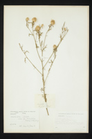 Centaurea deusta