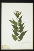 Urtica dioica