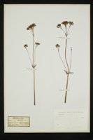 Valeriana dioica