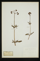 Valeriana dioica