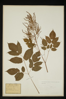 Aruncus dioicus