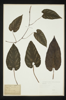 Cissus discolor