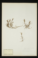 Trisetum distichophyllum