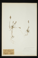 Trisetum distichophyllum