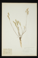 Corynephorus divaricatus