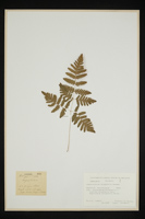 Gymnocarpium dryopteris