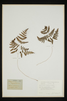 Gymnocarpium dryopteris