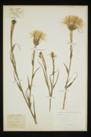 Tragopogon dubius