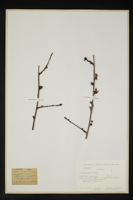 Prunus dulcis