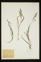 Milium effusum