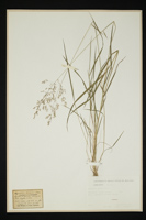 Agrostis elata