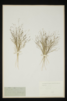 Eragrostis elegans