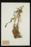 Cuscuta epithymum