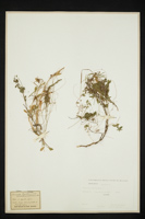 Cuscuta epithymum