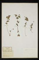 Potentilla erecta