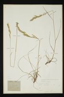 Bromus erectus