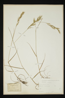 Bromus erectus