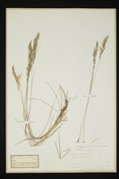 Bromus erectus