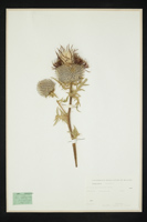 Cirsium eriophorum