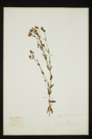 Centaurium erythraea