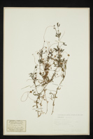 Cuscuta europaea