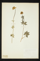 Trollius europaeus