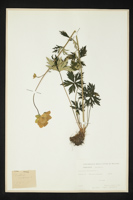 Trollius europaeus