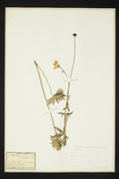 Trollius europaeus