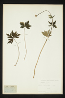 Trollius europaeus