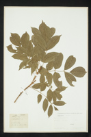 Fraxinus excelsior