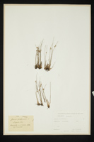 Juncus filiformis