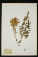 Spiraea filipendula