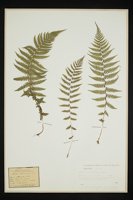 Athyrium filix-foemina