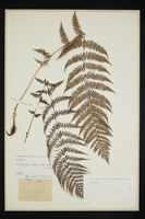 Athyrium filix-foemina