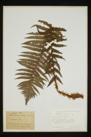 Dryopteris filix-mas