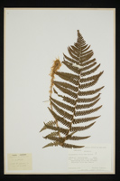 Dryopteris filix-mas