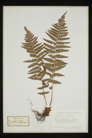 Dryopteris filix-mas