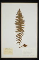 Dryopteris filix-mas