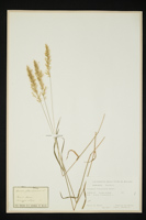 Trisetum flavescens